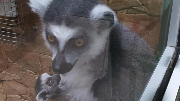 В Омском зоопарке на Жукова родился лемур