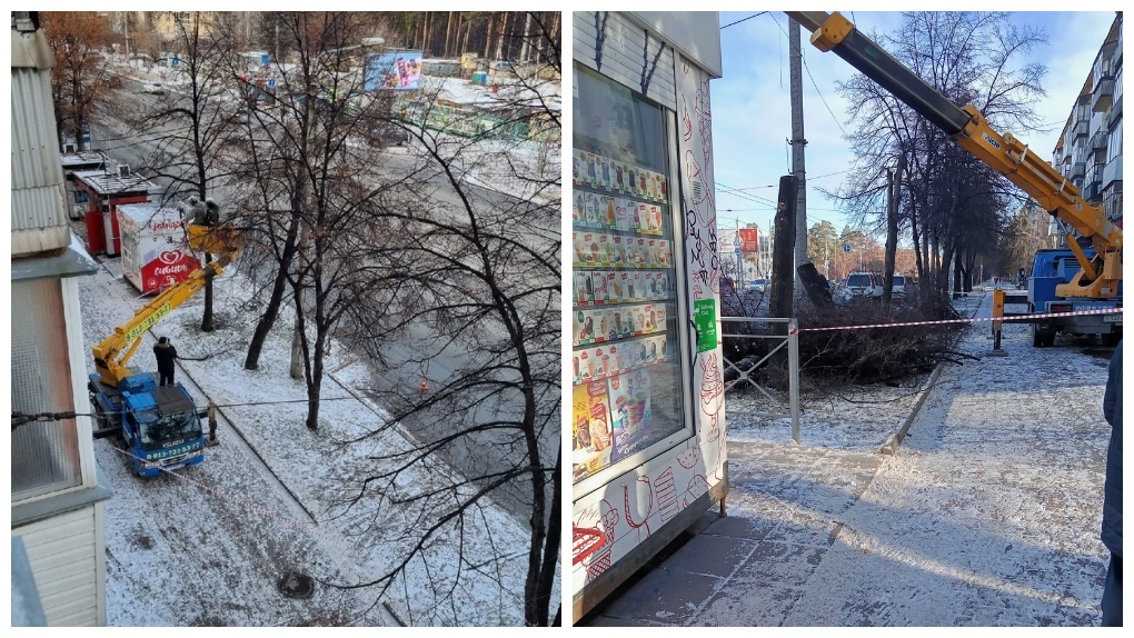 «Зелени в городе не осталось»: новосибирцев возмутила вырубка лип у остановки «Стадион Сибирь»