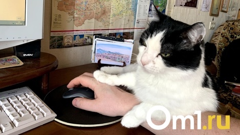 Треть омичек не против того, чтобы «оживить» офис собакой или котиком