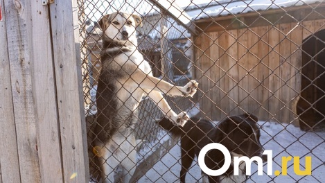 Приют для кошек и собак построят рядом с аэропортом Толмачёво