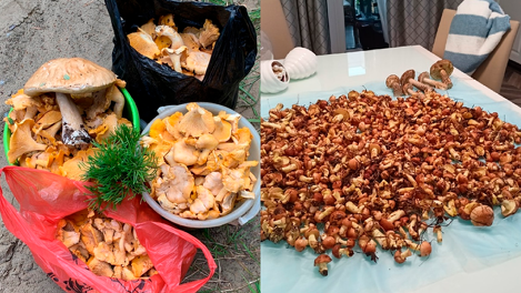 Новосибирцы вёдрами собирают грибы после дождя. ФОТО