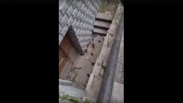Полчища крыс шокировали жильцов дома в центре Новосибирска. ВИДЕО