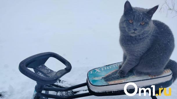 Омскую область завалит снегом в начале марта