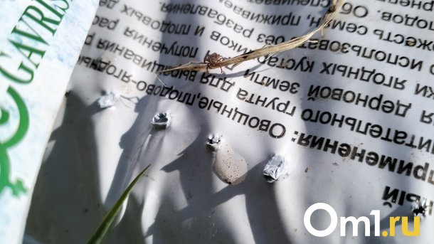В Роспотребнадзоре назвали районы Новосибирской области, где на людей чаще нападают клещи