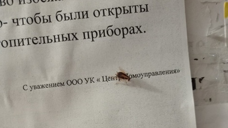Тараканы атаковали жильцов дома на улице Петухова в Новосибирске