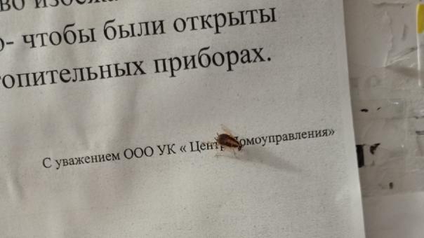 Тараканы атаковали жильцов дома на улице Петухова в Новосибирске