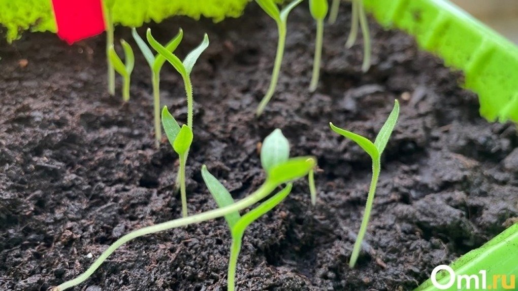 Новосибирский агроном рассказала, когда нужно сеять огурцы на рассаду