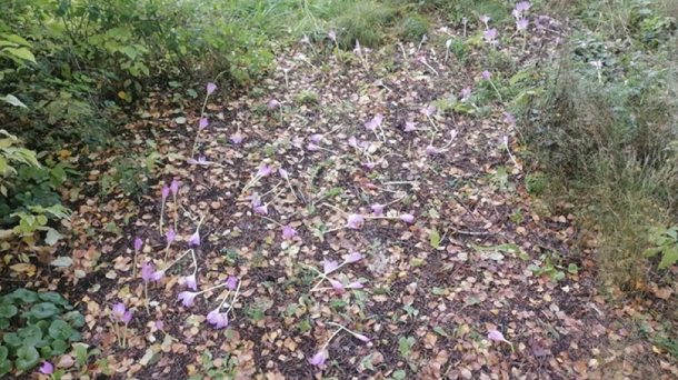 Новосибирские дети-вандалы разгромили ботсад в Томске