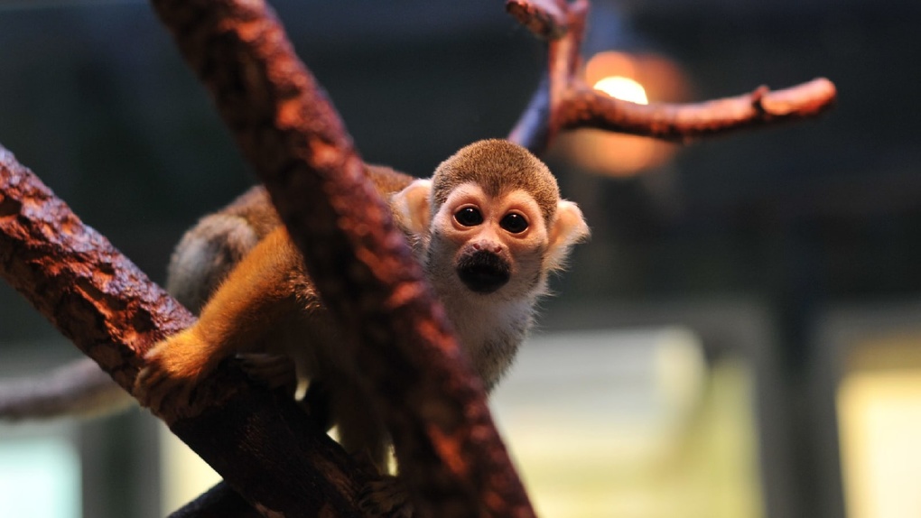 В омском зоопарке появилась на свет новая тропическая обезьянка