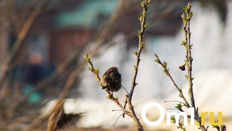 До +6 градусов: омичам рассказали о погоде в конце марта и начале апреля