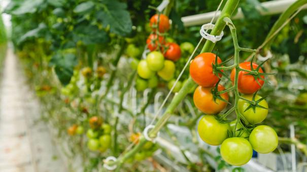 Где в России найти вкусные помидоры этим летом