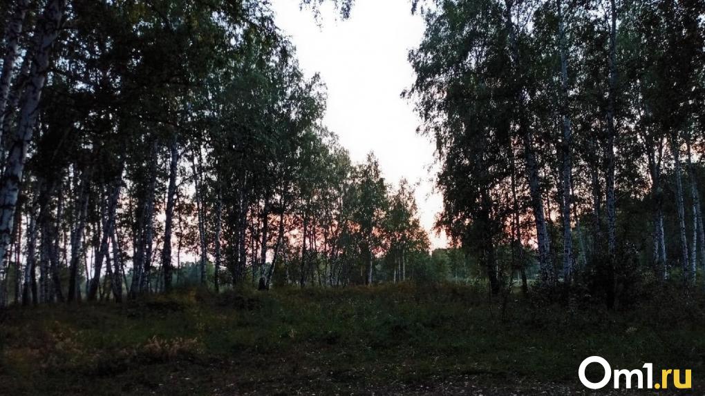 Леса в Омской области будут вручную очищать от личинок шелкопряда