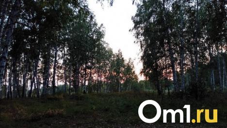 Леса в Омской области будут вручную очищать от личинок шелкопряда