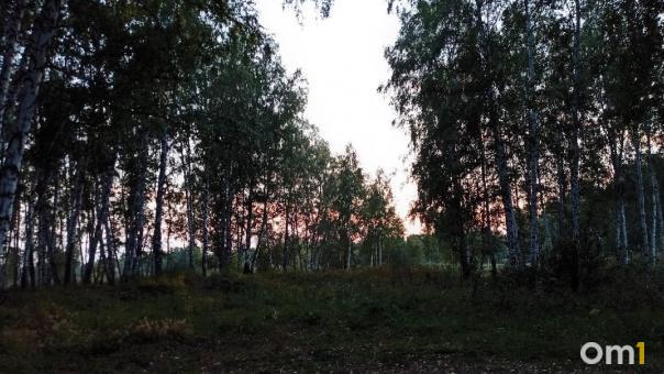 Леса в Омской области будут вручную очищать от личинок шелкопряда
