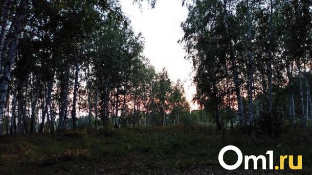 Леса в Омской области будут вручную очищать от личинок шелкопряда