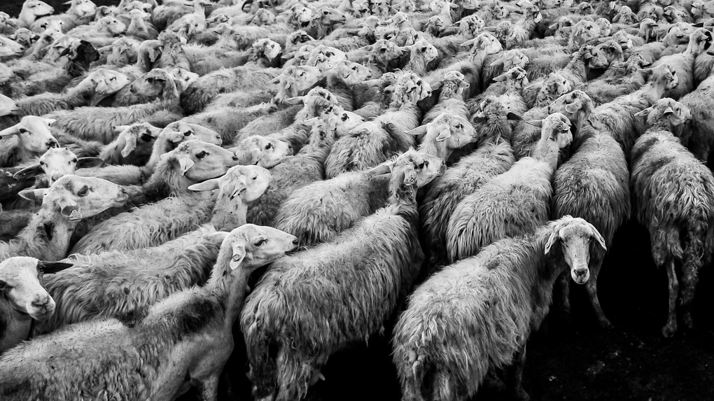 Омский фермер ужаснулся, когда узнал, что наёмный пастух продал его овец