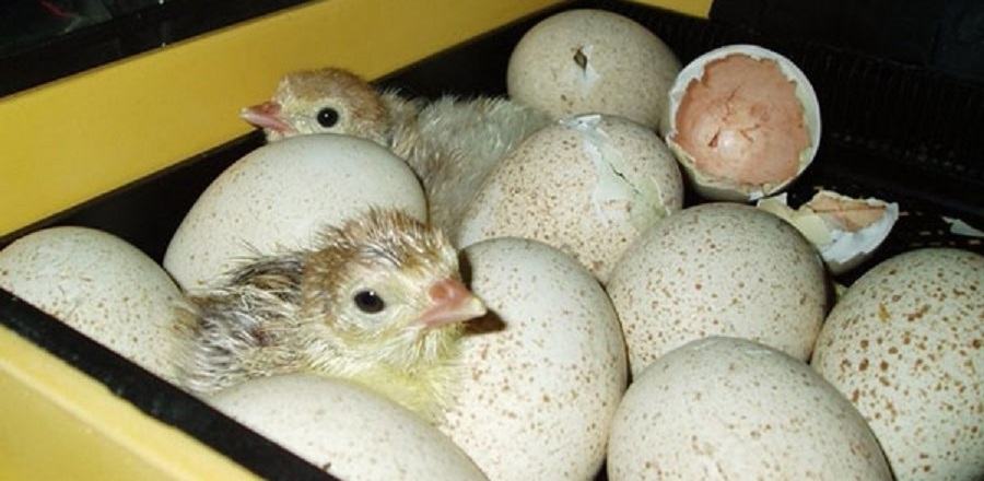 В Омской области фермеры-супруги вывели индюшат из купленных во Франции яиц