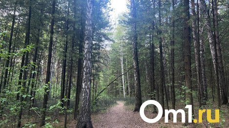 Дикий медведь вышел к людям в Новосибирской области