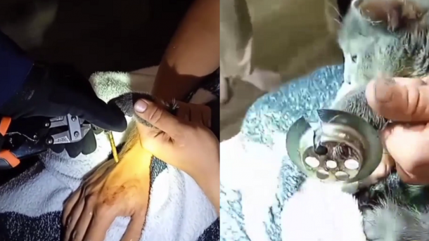 Кошка застряла лапой в сливе: спасатели распилили решётку в Новосибирске