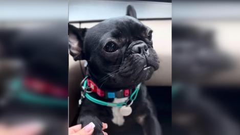 Омичам предлагают 100 000 рублей за информацию о пропавшей собаке