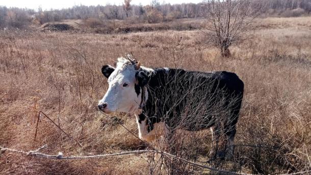 Роспотребнадзор не нашёл трупы животных на месте оттаявшего скотомогильника под Новосибирском