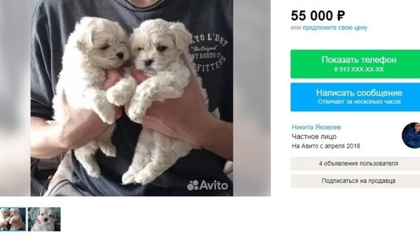 1,5-месячных щенков болонки в Новосибирске продают за 55 тысяч рублей