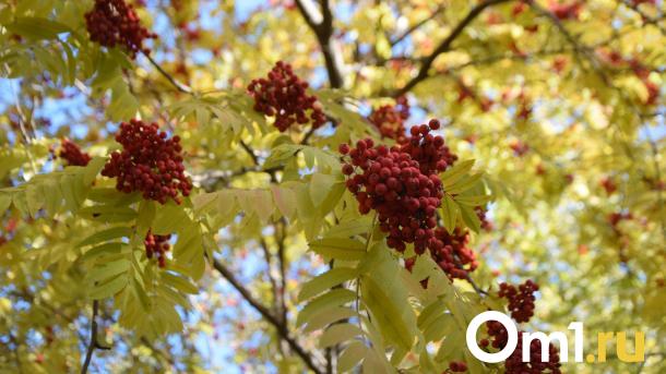 Убирайте тёплые вещи: в Омске потеплеет до +20