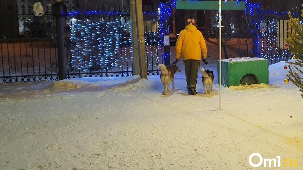 В Омске из-за нападения стаи собак на ребёнка возбуждено уголовное дело