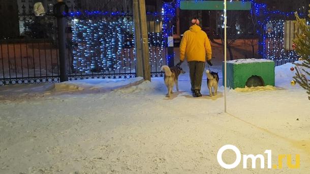 В Омске из-за нападения стаи собак на ребёнка возбуждено уголовное дело