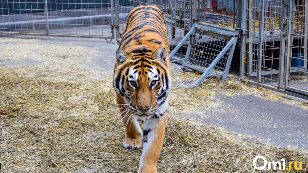 Зоопарк Новосибирска введёт QR-коды для посетителей