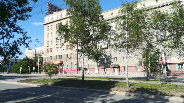 Берёзовую аллею на Красном проспекте начнут рубить 25 октября
