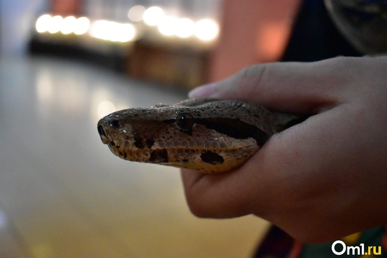 Необычное проявление преданности: дворняги победили кобру ради хозяина