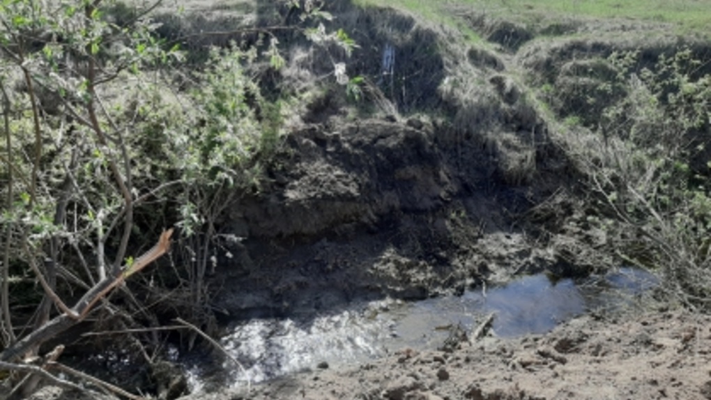 Массовая гибель рыбы: уголовное дело возбудили о загрязнении реки Амбы в Новосибирской области