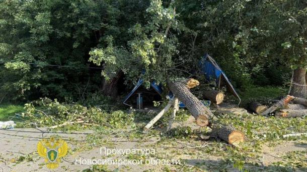 Прокуратура взяла под контроль дело о падении тополя на остановку в Новосибирске