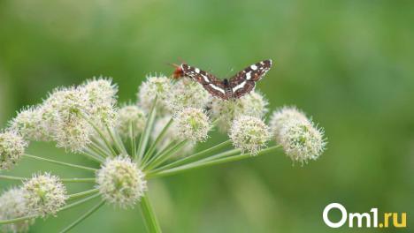До +26 градусов: синоптики рассказали о погоде в Новосибирске 21 августа
