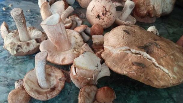 Новосибирские грибники заявили о дефиците грибов в Новосибирской области