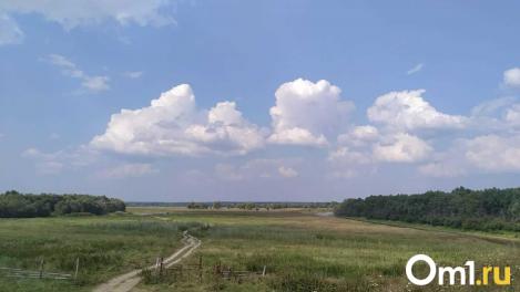 В Омской области медведь напал на охотника