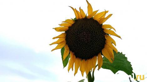 Синоптики предупреждают о резкой смене погоды — чего ждать омичам?