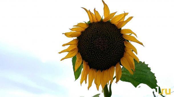 Синоптики предупреждают о резкой смене погоды — чего ждать омичам?