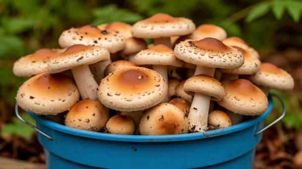 Грибной сезон в Новосибирской области: опята на месяц раньше, боровики — редкость