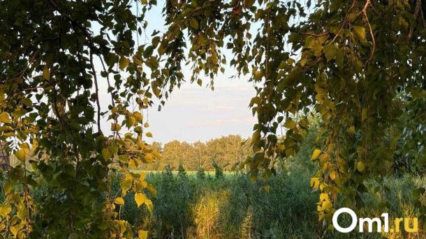 Настоящий лесной монстр: новосибирец нашёл гриб-гигант весом 1,5 килограмма