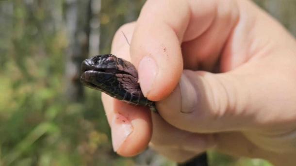 Новосибирец поймал гадюку рукой — водятся ли ядовитые змеи в черте города?