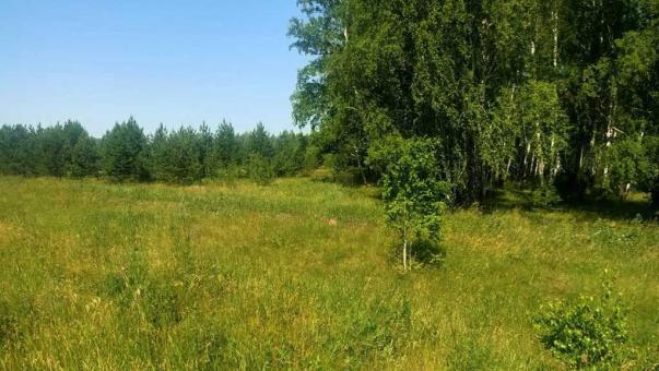 Под Омском нашли полтора гектара заросших сельхозземель — владельца оштрафовали
