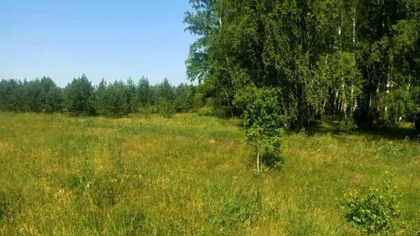 Под Омском нашли полтора гектара заросших сельхозземель — владельца оштрафовали