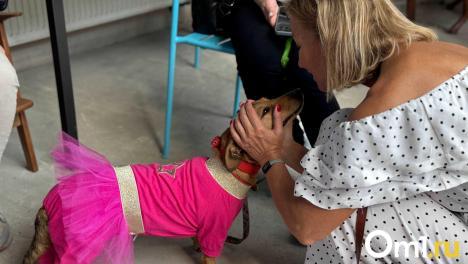 Когда искусство спасает: в Омске проходит мероприятие в поддержку животных