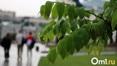 Лето сдаёт позиции: новосибирцев предупредили о похолодании и дождях в выходные