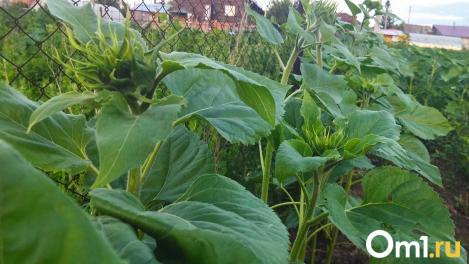 Мхи и лишайники губят урожай: рассказываем, как спасти от них деревья