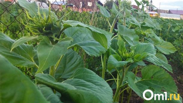 Мхи и лишайники губят урожай: рассказываем, как спасти от них деревья