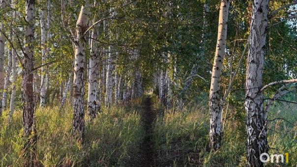 В лесах Новосибирской области пропали 26 человек в августе — сколько найдены погибшими?