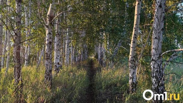 В лесах Новосибирской области пропали 26 человек в августе — сколько найдены погибшими?